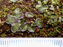 Riccia cartilaginosa