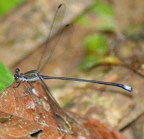 Philogenia championi