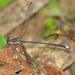 Golfo Dulce Flatwing - Photo (c) upupamartin, some rights reserved (CC BY-NC-ND), uploaded by upupamartin