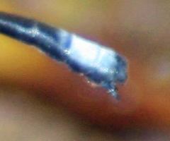 Philogenia championi