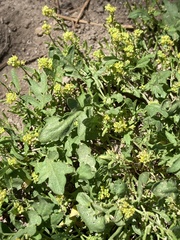 Lepidium flavum