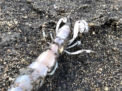 Neocallichirus