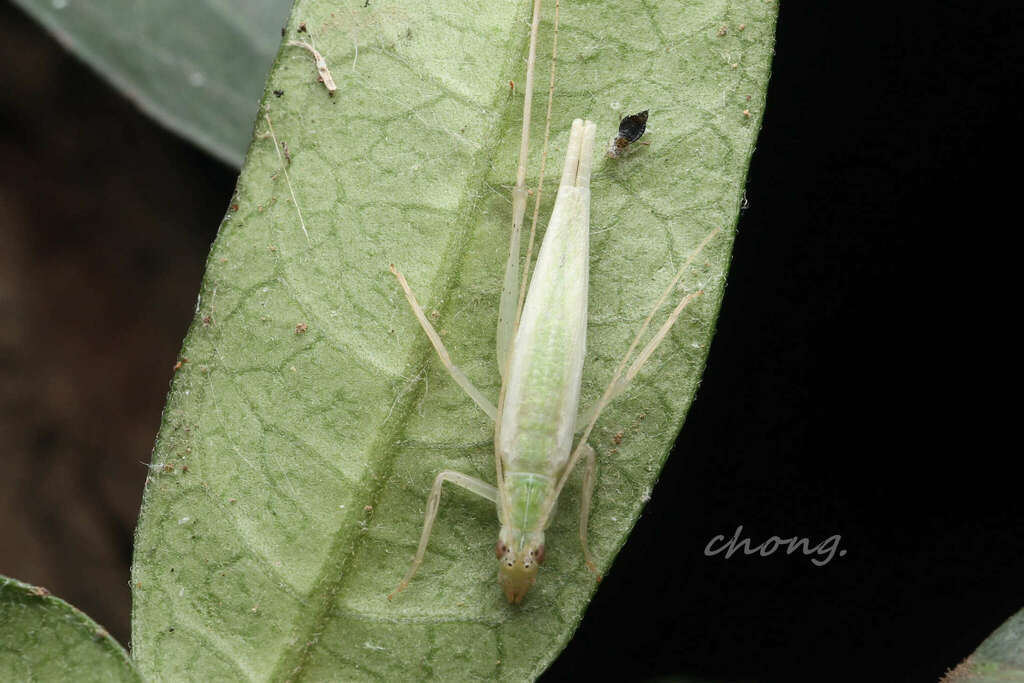 Oecanthus antennalis