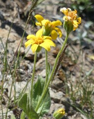 Arnica dealbata