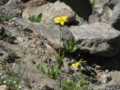 Arnica dealbata