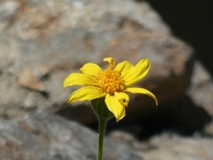 Arnica dealbata