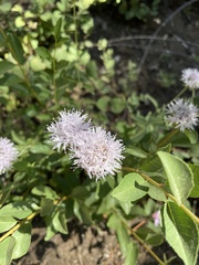 Ageratina occidentalis