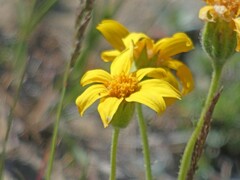 Arnica dealbata