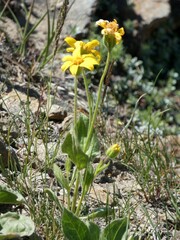 Arnica dealbata