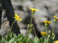 Arnica dealbata