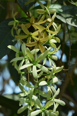 Petrea