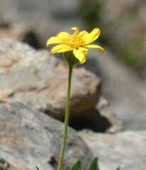 Arnica dealbata