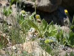 Arnica dealbata