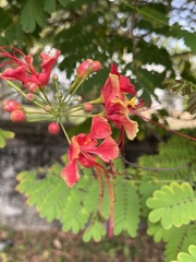 Caesalpinia pulcherrima
