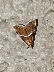 Abegesta