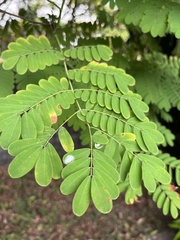 Caesalpinia pulcherrima