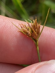 Rhynchospora ciliaris