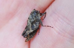 Formosatettix robustus