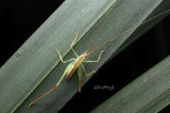 Macroteratura megafurcula