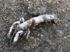 Neocallichirus
