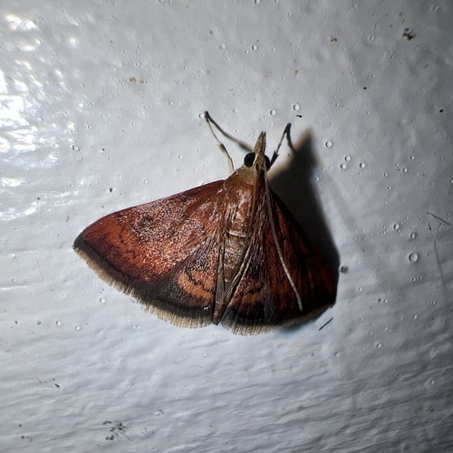 Variable Reddish and California Pyrausta Moths photo 3