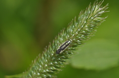 Stenotus