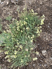 Linaria buriatica