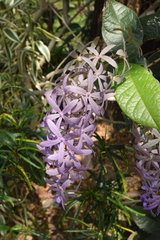 Petrea