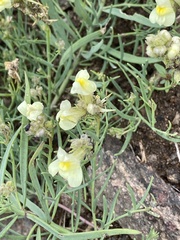 Linaria buriatica