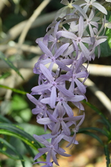 Petrea