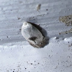 Pseudopostega quadristrigella