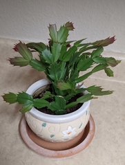 Schlumbergera buckleyi