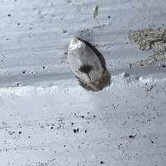 Pseudopostega quadristrigella