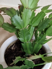 Schlumbergera buckleyi