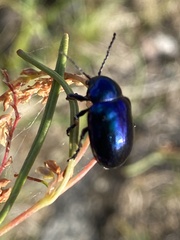 Chrysochus goniostoma