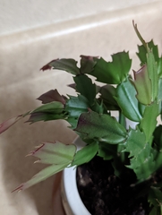 Schlumbergera buckleyi