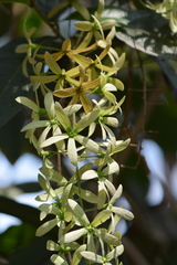 Petrea