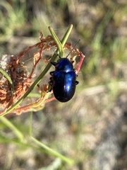 Chrysochus goniostoma