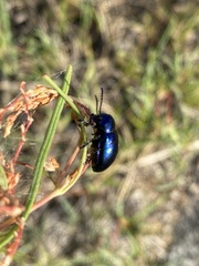 Chrysochus goniostoma