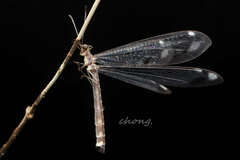 Paraglenurus japonicus