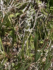 Platanthera dilatata