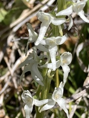 Platanthera dilatata