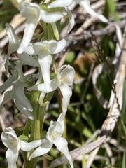 Platanthera dilatata