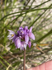 Sowerbaea juncea