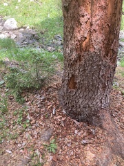 Picoides dorsalis