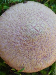 Suillus ochraceoroseus