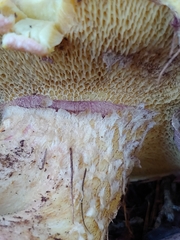 Suillus ochraceoroseus