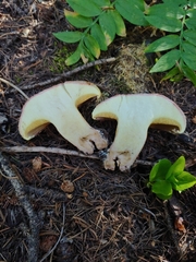 Suillus ochraceoroseus