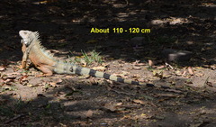 Iguana iguana
