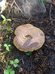 Suillus ochraceoroseus